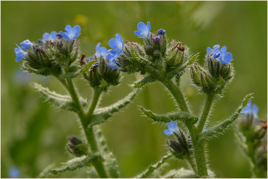 Acker-Krummhals (Anchusa arvensis)