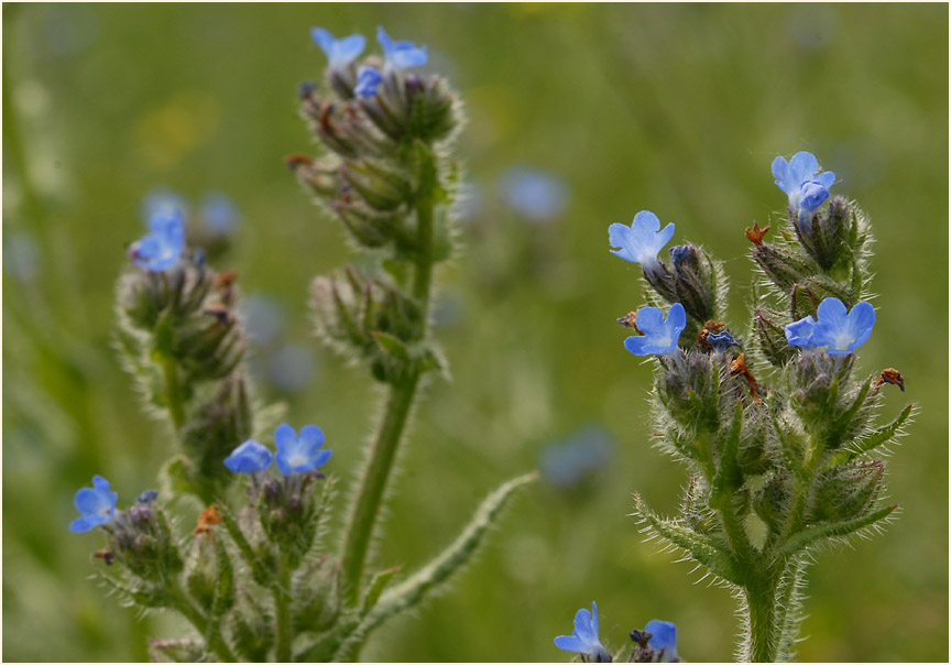 Acker-Krummhals (Anchusa arvensis)