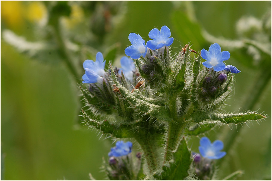 Acker-Krummhals (Anchusa arvensis)