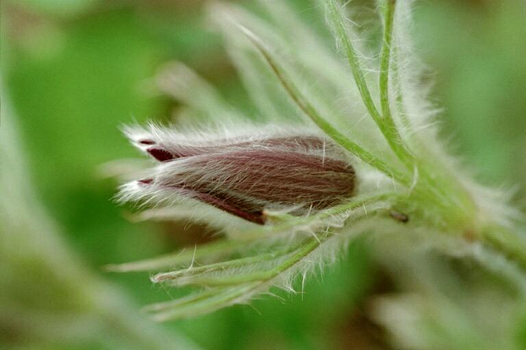 Küchenschelle (Pulsatilla)