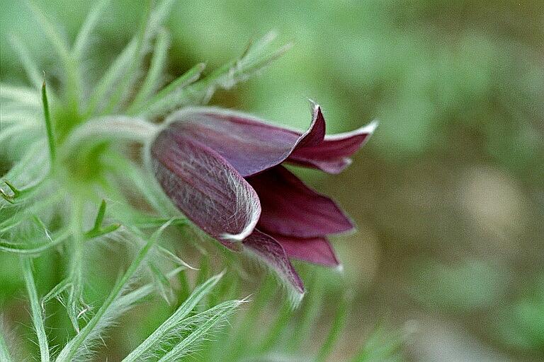 Küchenschelle (Pulsatilla)