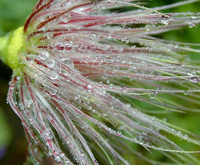 Küchenschelle (Pulsatilla)