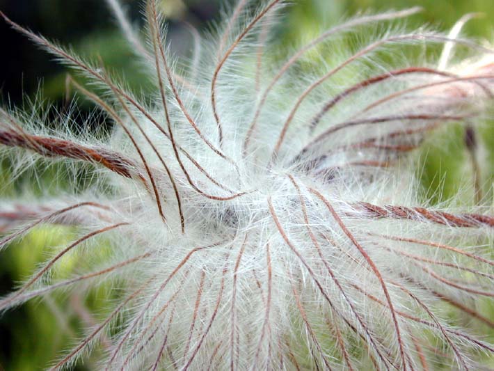 Küchenschelle (Pulsatilla)