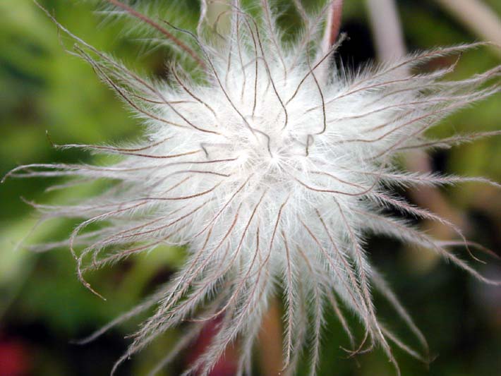 Küchenschelle (Pulsatilla)