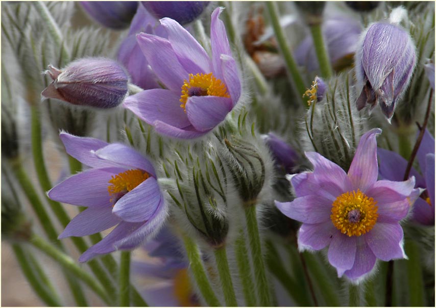 Küchenschelle (Pulsatilla)