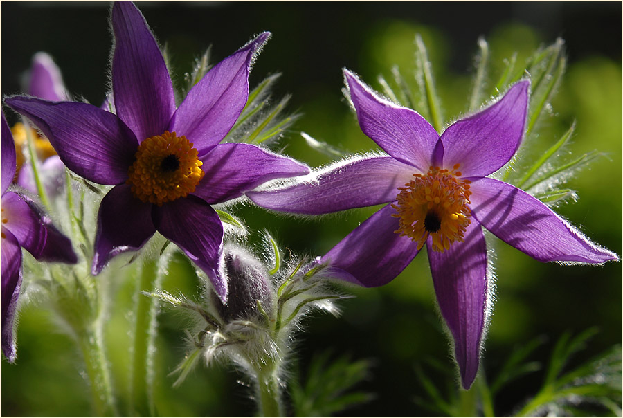 Küchenschelle (Pulsatilla)