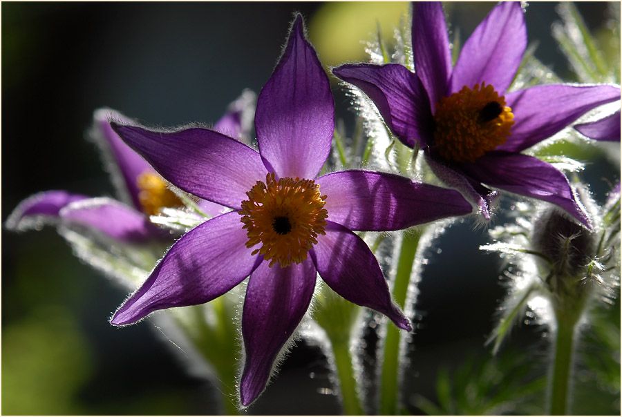 Küchenschelle (Pulsatilla)