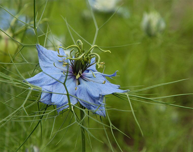 Schwarzkümmel (Nigella damascena)