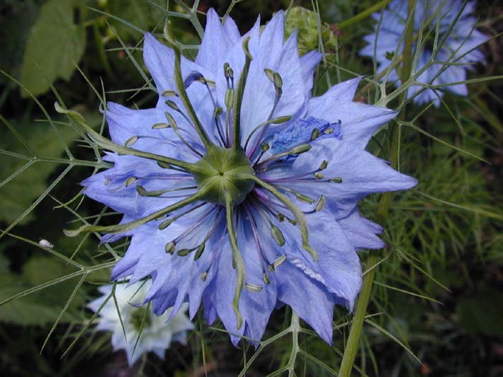 Schwarzkümmel (Nigella damascena)