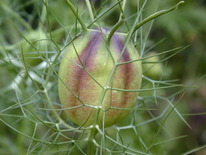 Schwarzkümmel (Nigella damascena)