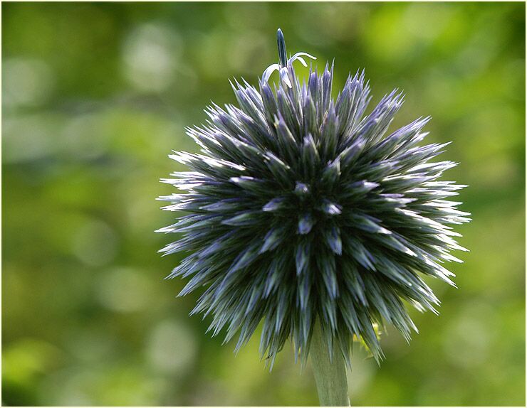 Kugeldistel (Echinops banaticus)