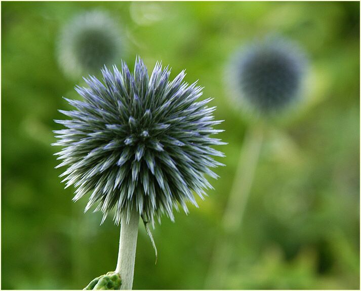 Kugeldistel (Echinops banaticus)