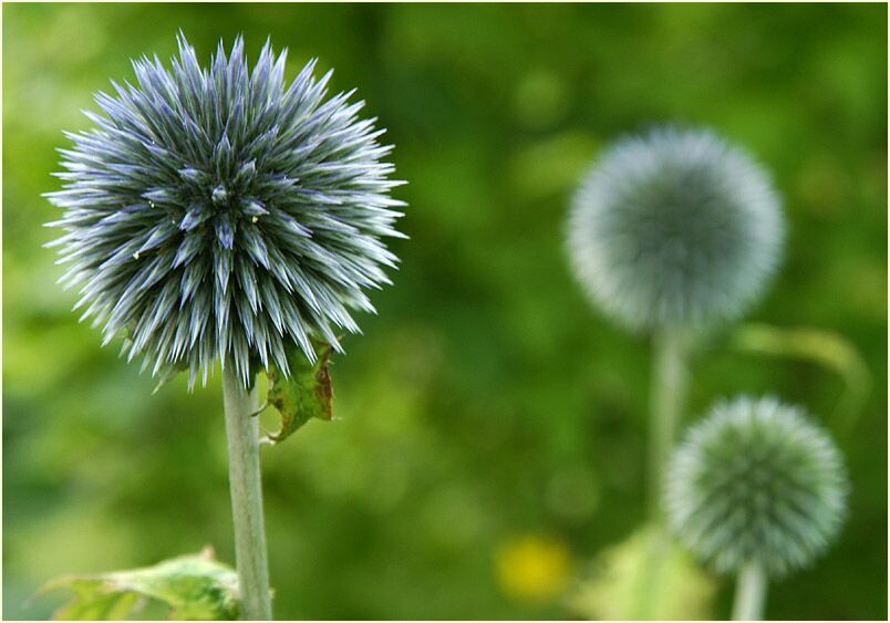 Kugeldistel (Echinops banaticus)
