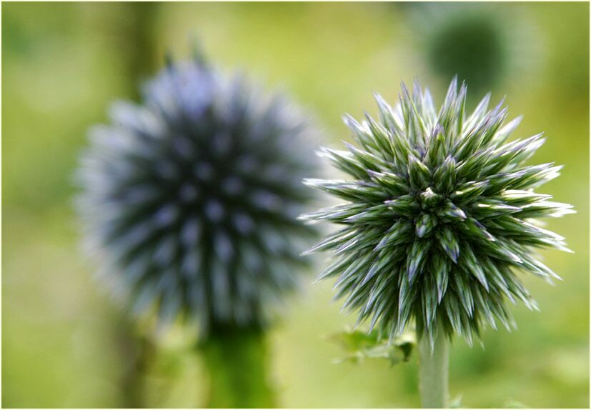 Kugeldistel (Echinops banaticus)