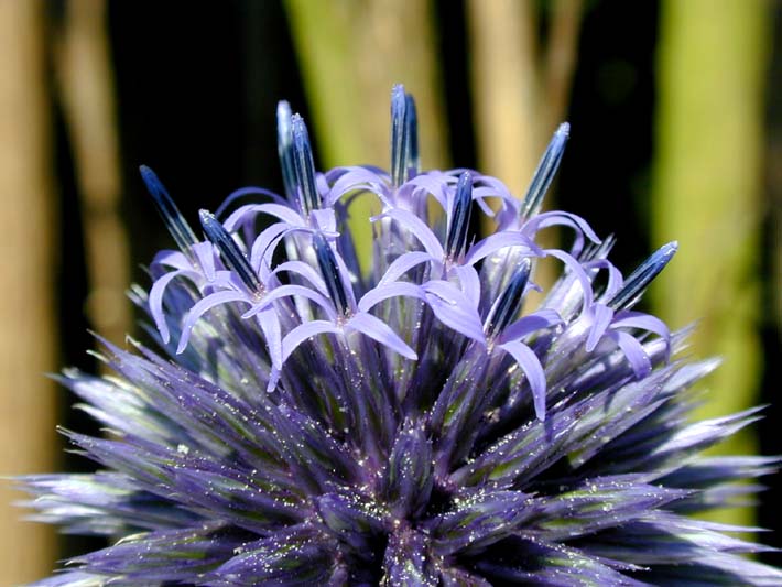 Kugeldistel (Echinops banaticus)