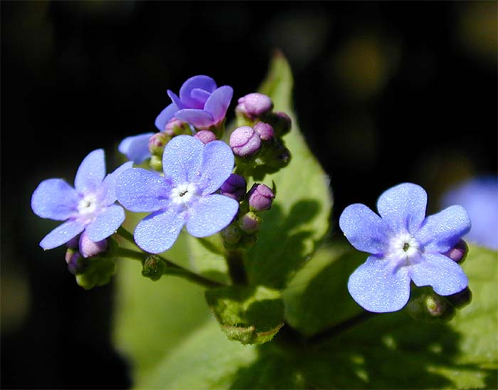 Kaukausus-Vergissmeinnicht (Brunnera macrophylla)