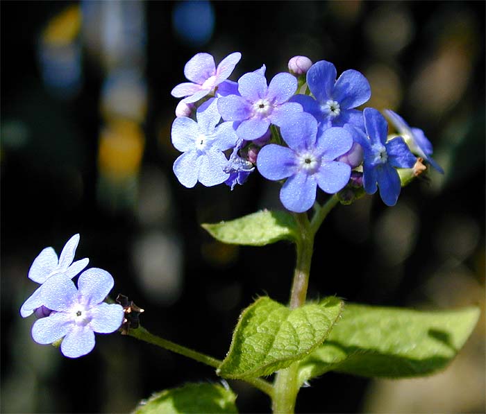 Kaukausus-Vergissmeinnicht (Brunnera macrophylla)