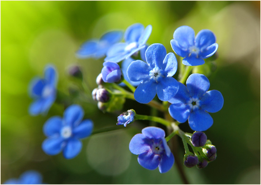 Kaukausus-Vergissmeinnicht (Brunnera macrophylla)