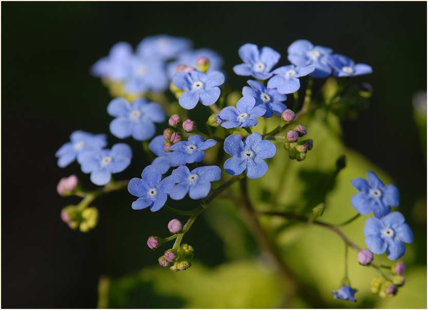 Kaukausus-Vergissmeinnicht (Brunnera macrophylla)