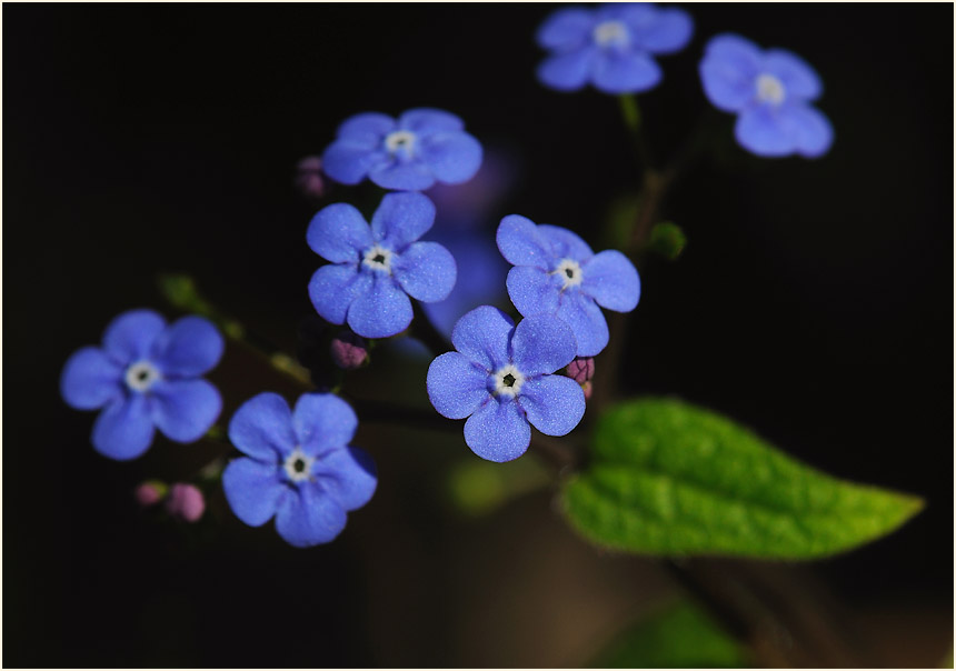 Kaukausus-Vergissmeinnicht (Brunnera macrophylla)