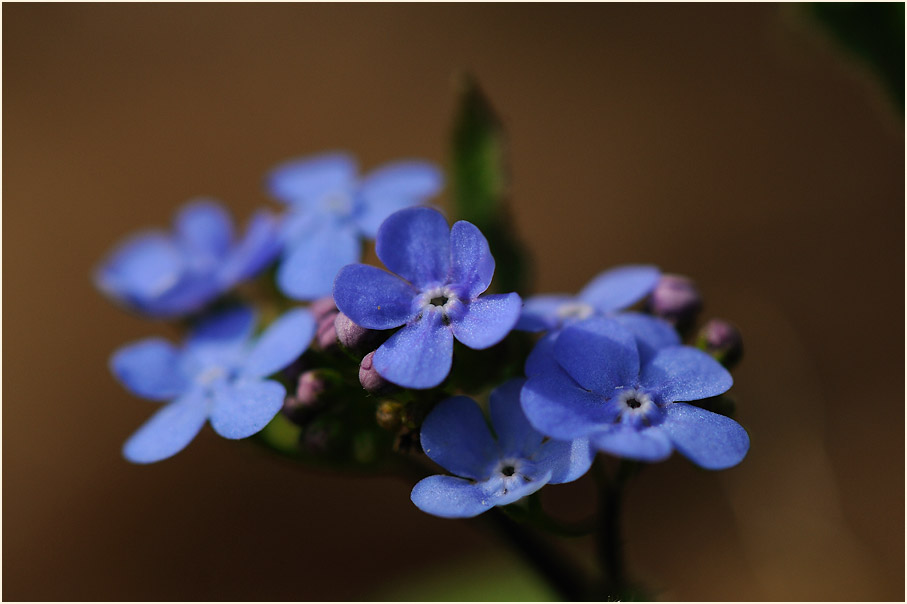 Kaukausus-Vergissmeinnicht (Brunnera macrophylla)