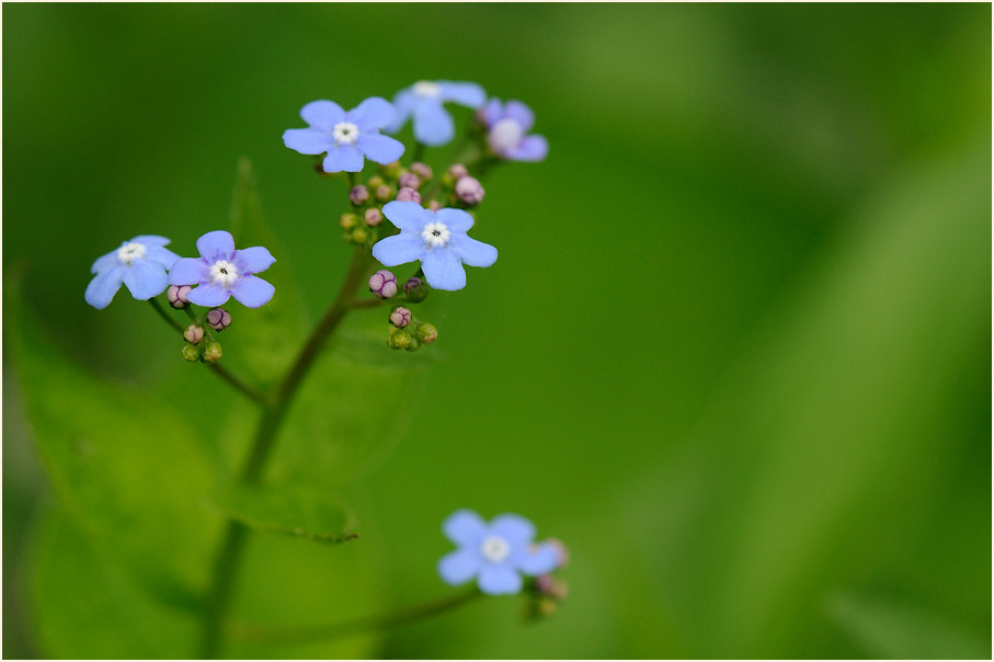 Kaukausus-Vergissmeinnicht (Brunnera macrophylla)