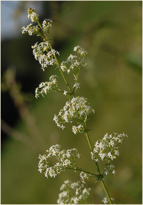 Labkraut (Galium)