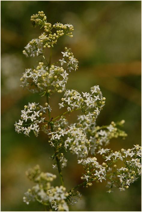 Labkraut (Galium)