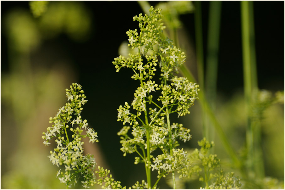 Labkraut (Galium)