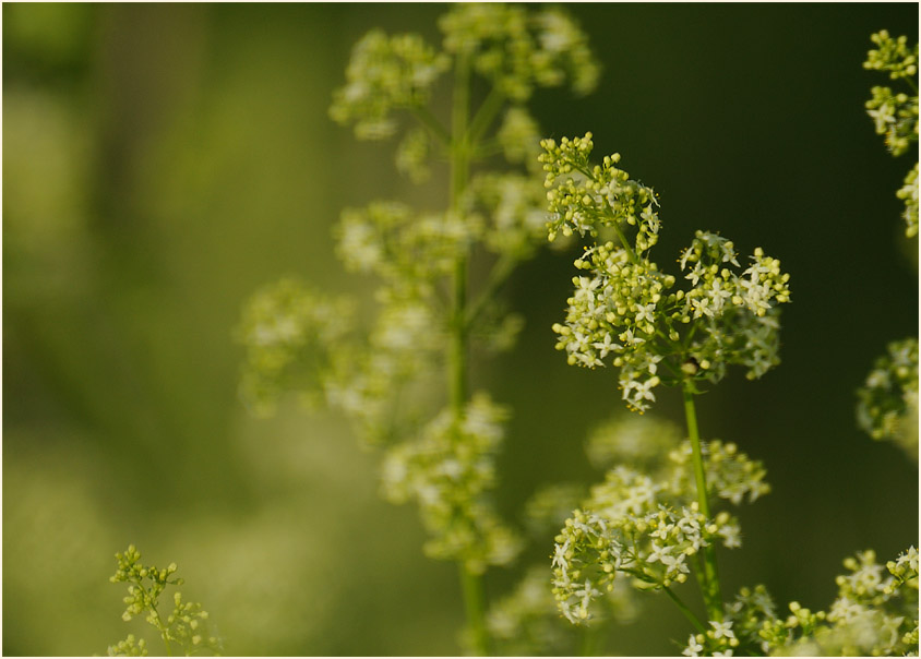 Labkraut (Galium)