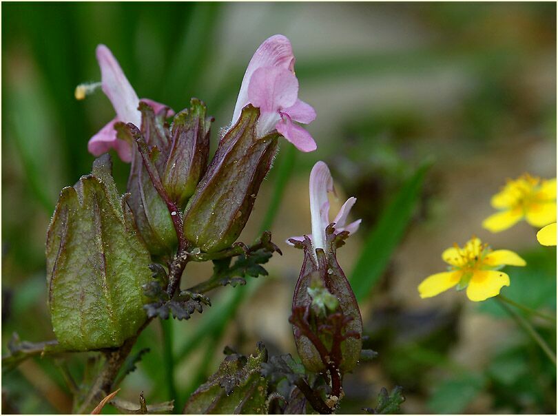 Sumpf-Läusekraut (Pedicularis palustris)