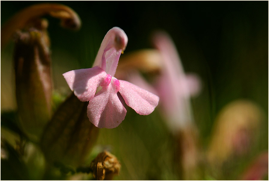 Wald-Läusekraut (Pedicularis sylvatica)