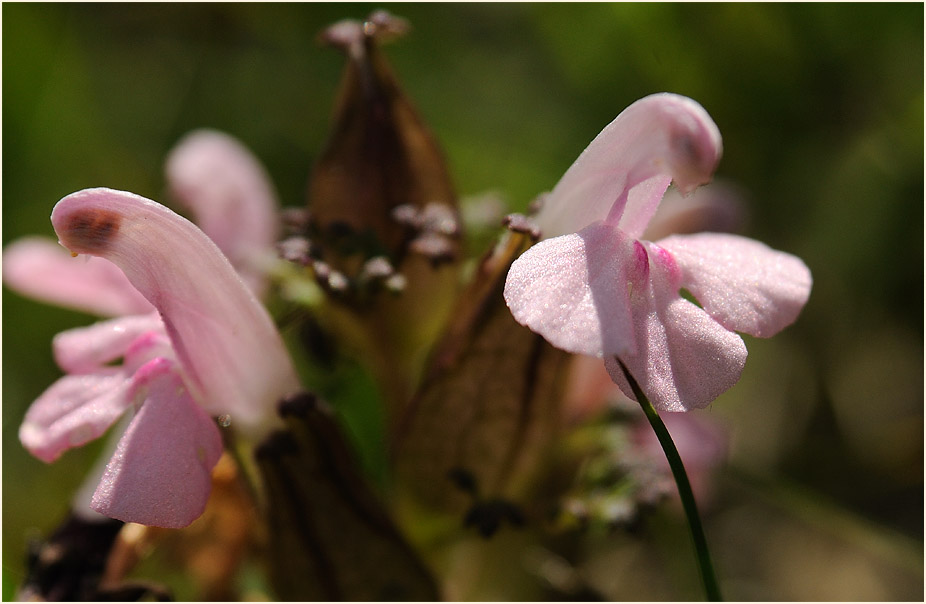 Wald-Läusekraut (Pedicularis sylvatica)