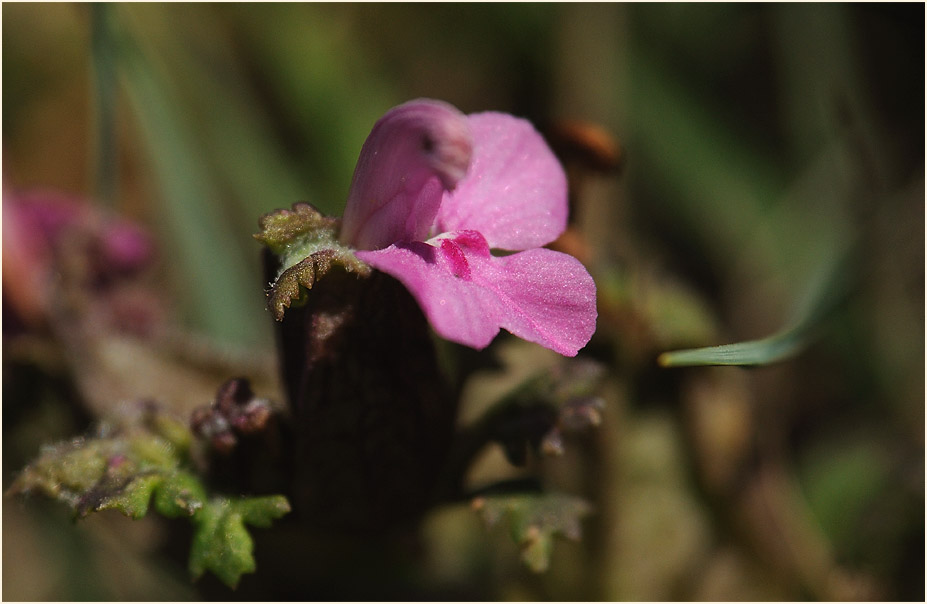 Wald-Läusekraut (Pedicularis sylvatica)