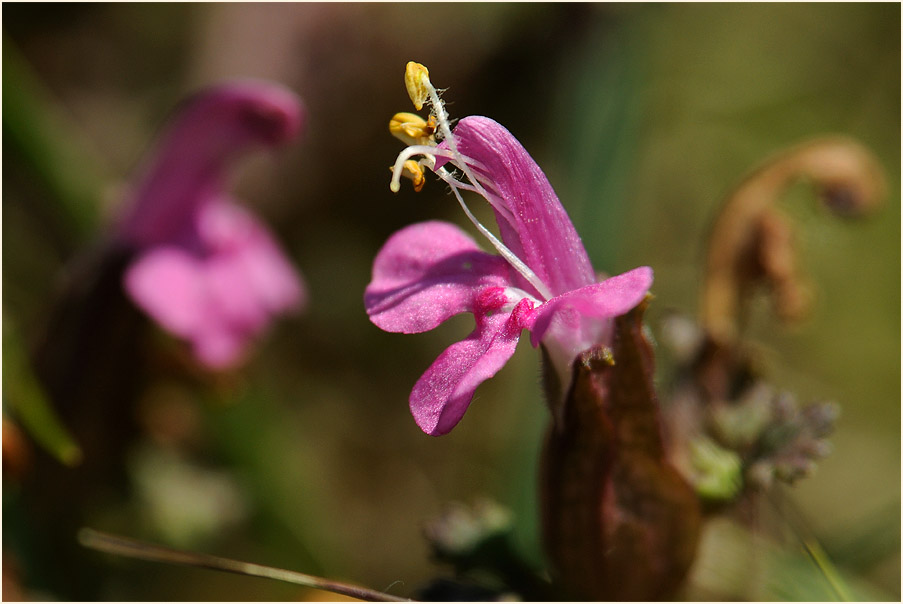 Wald-Läusekraut (Pedicularis sylvatica)