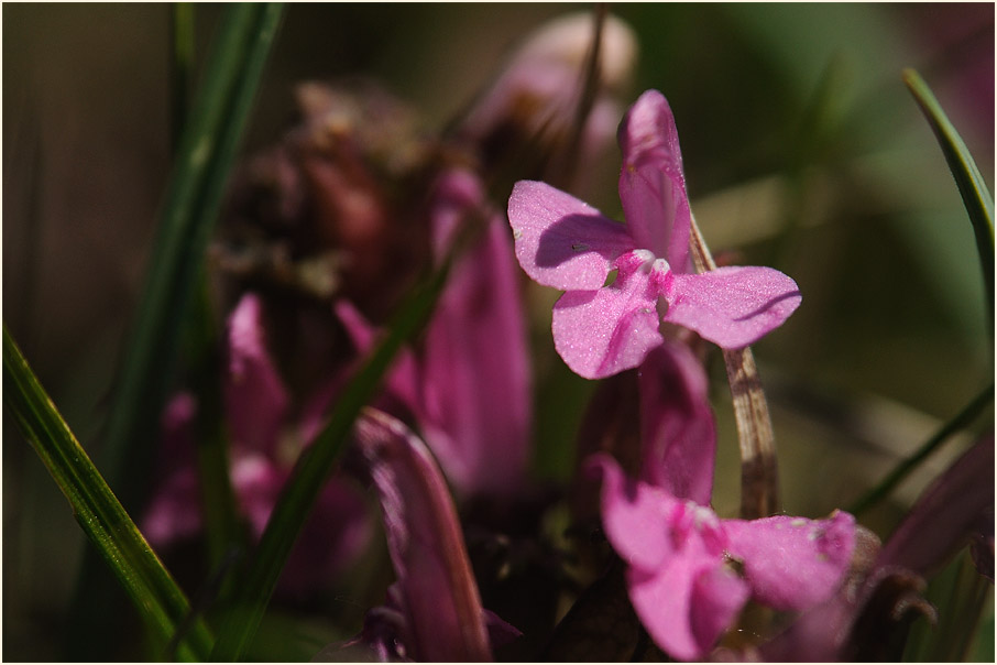 Wald-Läusekraut (Pedicularis sylvatica)