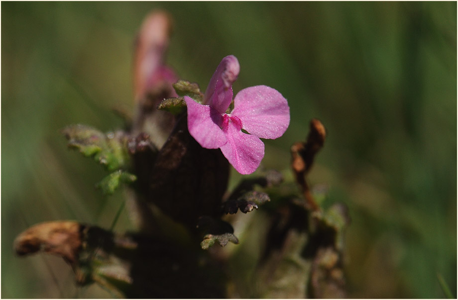 Wald-Läusekraut (Pedicularis sylvatica)