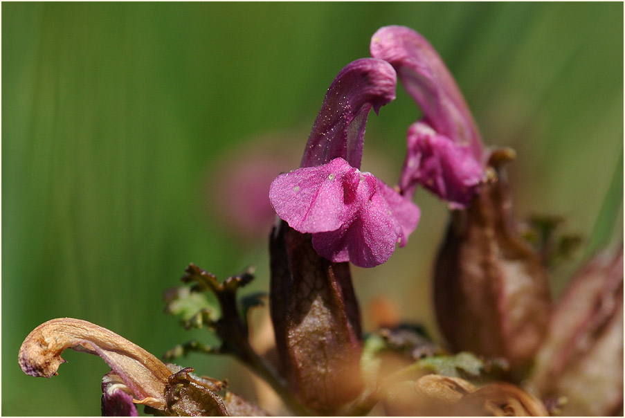 Wald-Läusekraut (Pedicularis sylvatica)