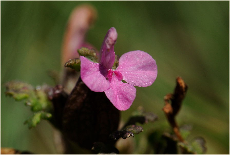 Wald-Läusekraut (Pedicularis sylvatica)