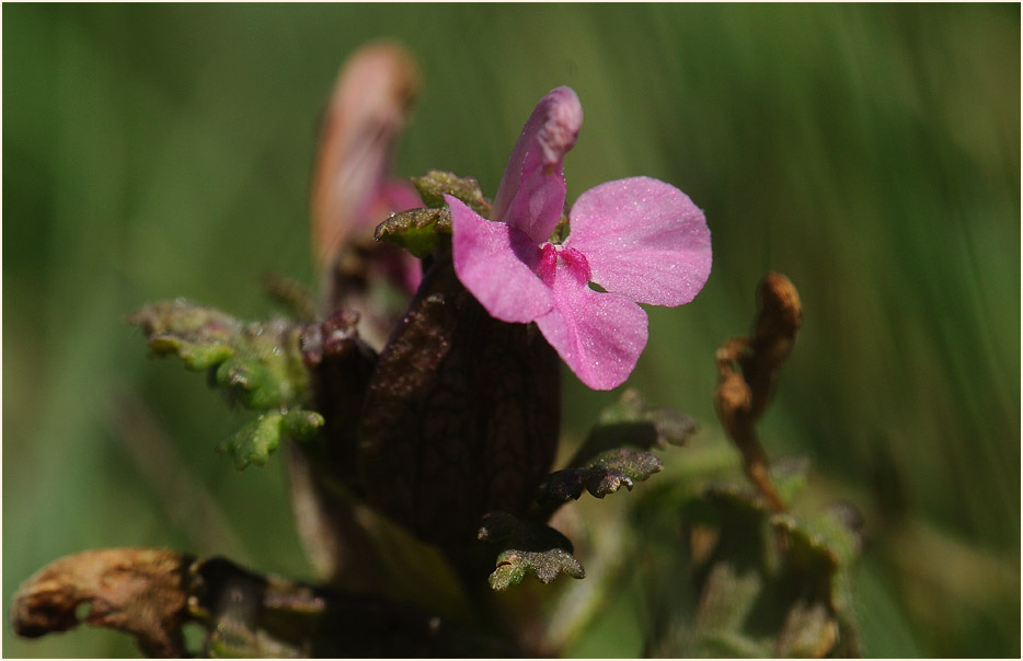 Wald-Läusekraut (Pedicularis sylvatica)