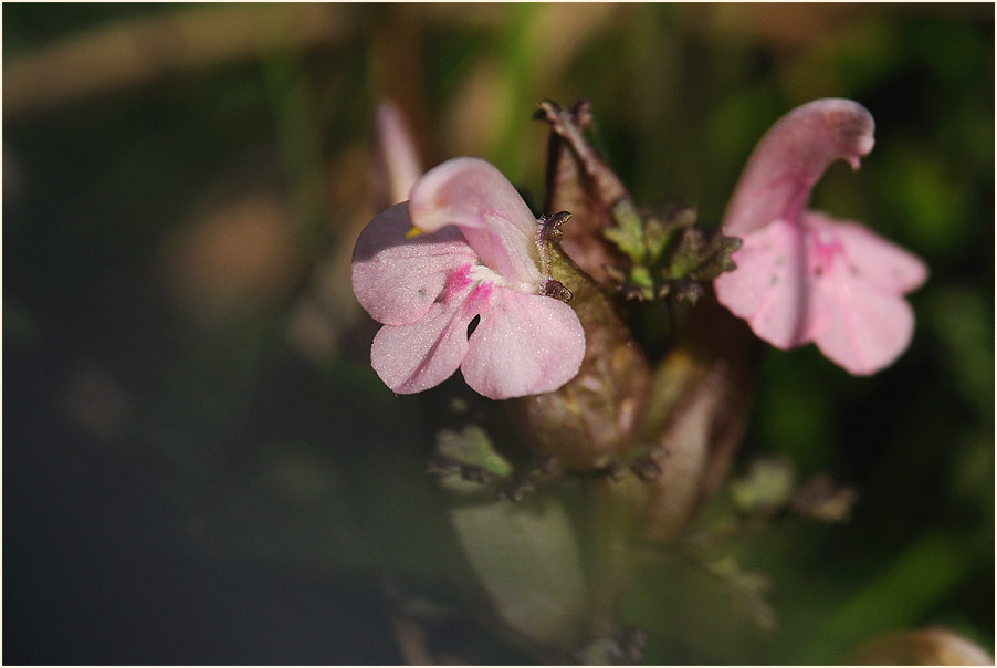 Wald-Läusekraut (Pedicularis sylvatica)