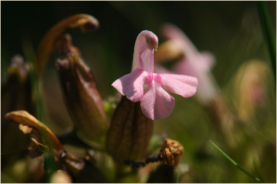 Wald-Läusekraut (Pedicularis sylvatica)