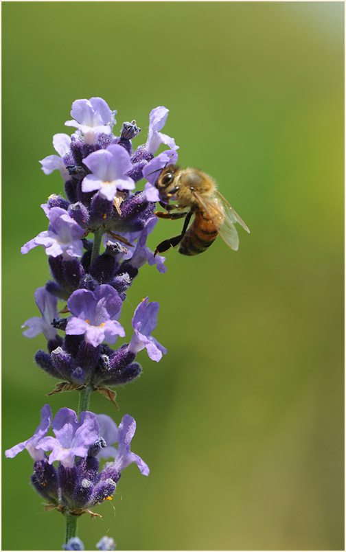 Lavendel (Lavandula)