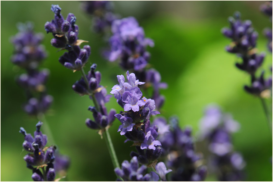 Lavendel (Lavandula)