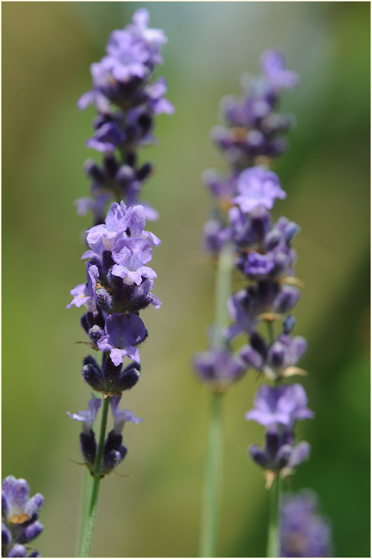 Lavendel (Lavandula)