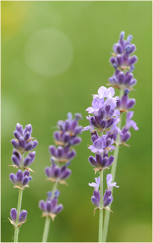 Lavendel (Lavandula)