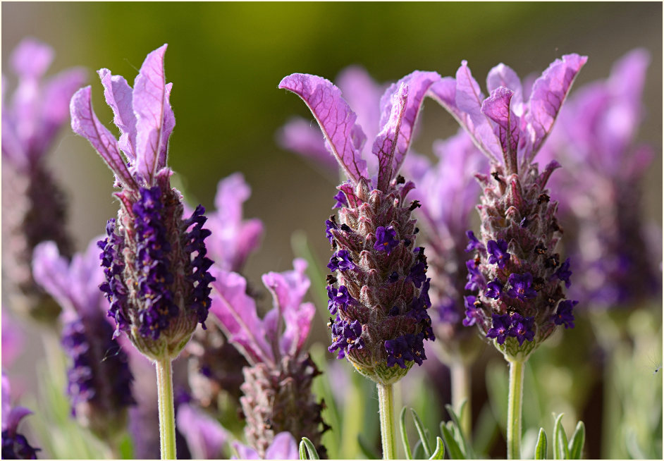 Schopflavendel (Lavandula)