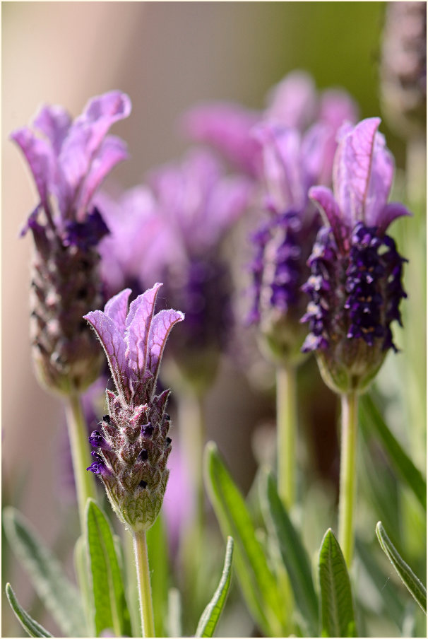 Schopflavendel (Lavandula)