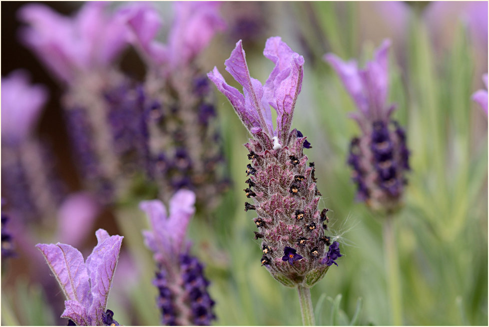 Schopflavendel (Lavandula)