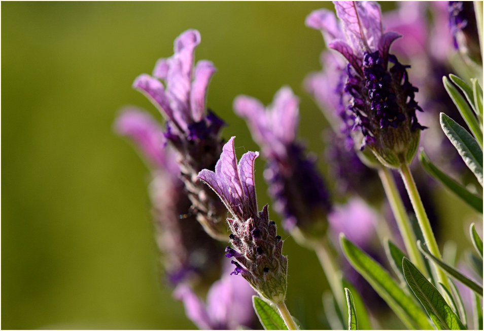 Schopflavendel (Lavandula)